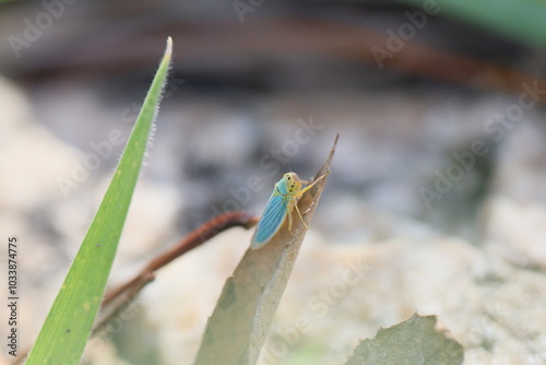 pequeno inseto azul