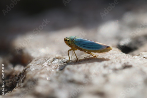 pequeno inseto azul