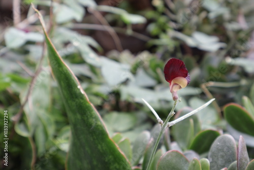 Una toma de cerca de unos pétalos de rosas de color rojo comenzando a nacer en un jardín. 