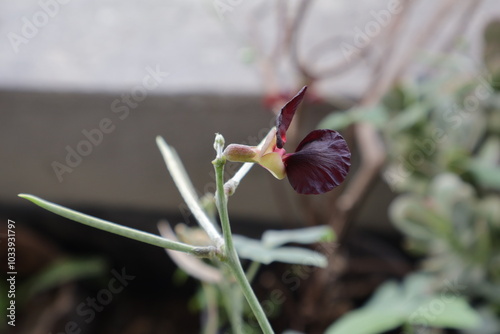 Una toma de cerca de unos pétalos de rosas de color rojo comenzando a nacer en un jardín. 