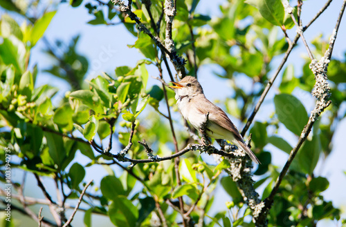 Nightingale vulgaris, or Oriental – Luscinia Luscinia (l., 1758) It is one of the most famous species of songbirds. Breeds in Eastern Europe, in the central and southern regions of Western Siberia