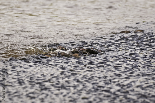 Banc de poissons remontant à la surface de l'au pour chercher de l'oxygène