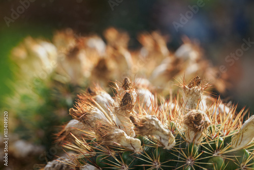 A faded flower on a cactus. 