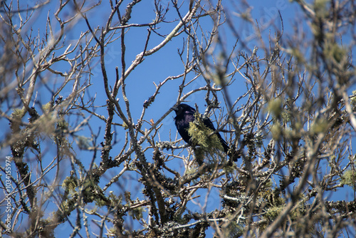 Ave en la rama de un árbol