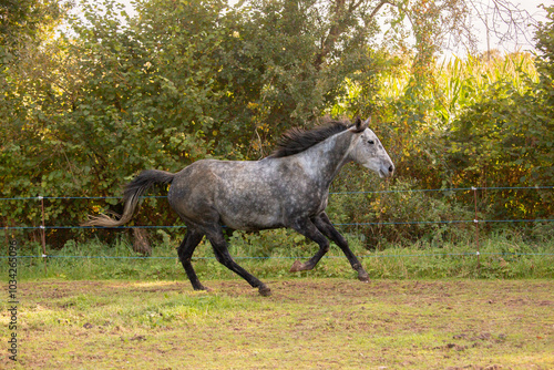 Cheval pur-sang au galop