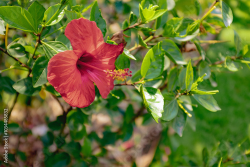 Red beautiful flower with long pistil full of pollen beautiful scene