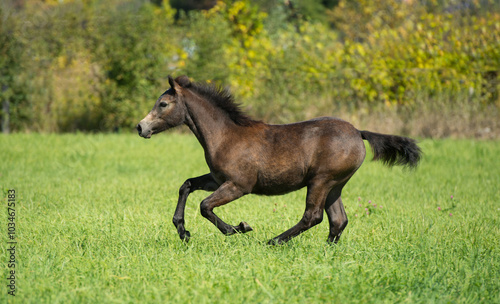 Young Connemara filly foal or colt free running through a field of green grass with greenery in background young horse in canter stride front legs