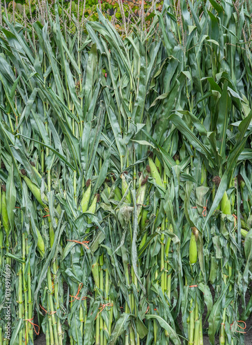 bundles of green corn stalk