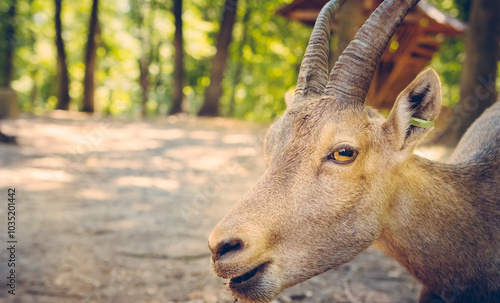 Close-up of a mountain goat in a sunlit forest, showcasing its curved horns and focused gaze.