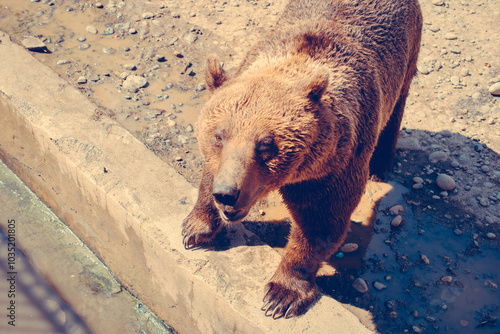 Brown bear stands on hind legs, paws resting on a concrete wall in a rocky, sunlit enclosure.