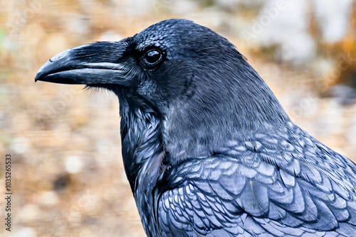 Close-up of a crow, an omnivorous animal