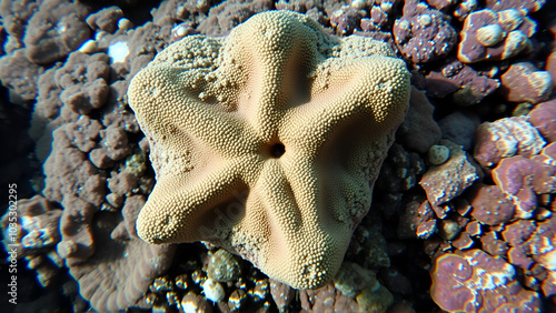 The coral rock is remarkably distinctive resembling a star