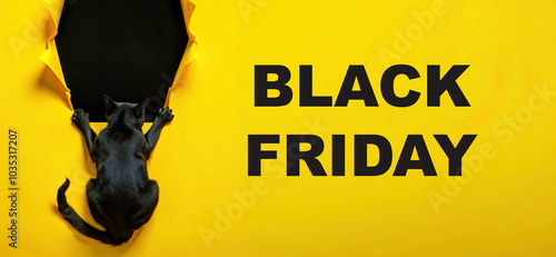 Banner advertising Black Friday with black cat tearing a hole in bright yellow paper background and space for copy. Large lettering BLACK Friday. Advertising the biggest sale ever