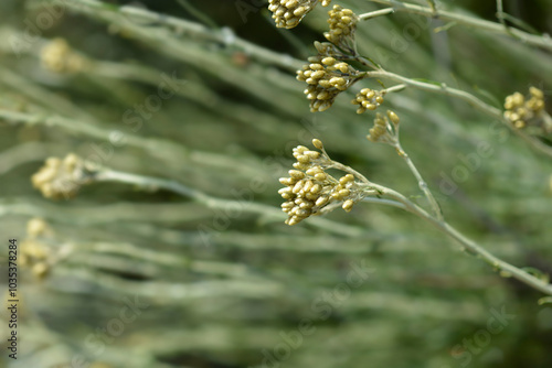 Italian everlasting flowers flower buds