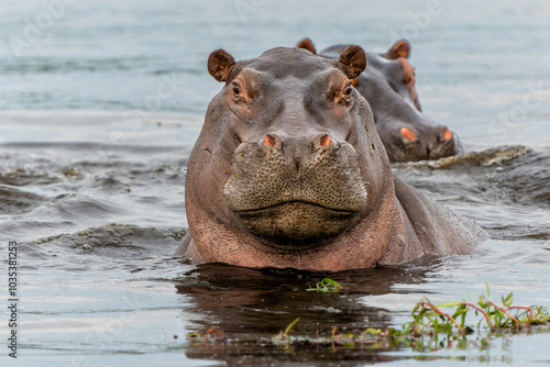 Hippopotamus in the Okavanga Delta in Botswana. An aggressive hippo bull shows dominant behaviour