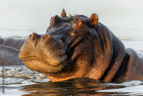 Hippopotamus in the Okavanga Delta in Botswana. An aggressive hippo bull shows dominant behaviour