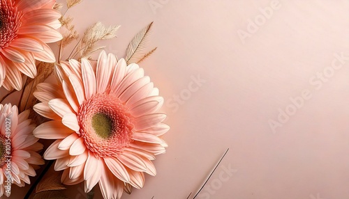 Tło z kwiatami gerbera w kolorze peach fuzz