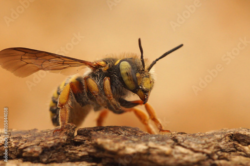 Closeup on an Oblong Woolcarder, Anthidium oblongatum sitting on wood