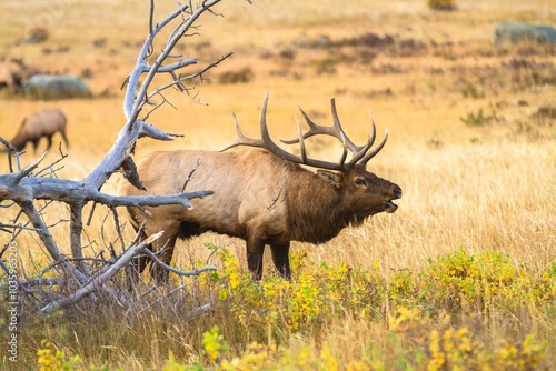 Rocky mountain elk in a meadow in Rock Mountain National Park, A large bull bugling