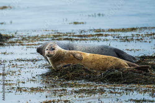 icelandic seals inside the Ytri Tunga Beach, Snaefellness Peninsula, Iceland