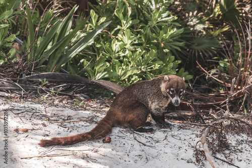 Coati coatis snuffling and search for food tropical jungle Mexico.