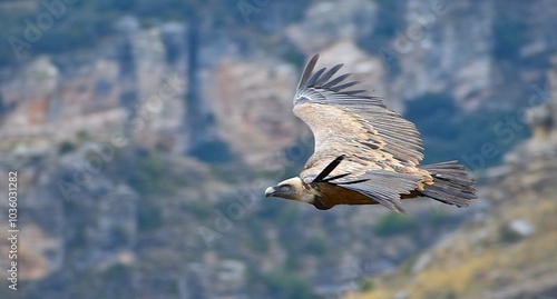 Buitre volando en el Parque Natural del Barranco del Río Dulce, España