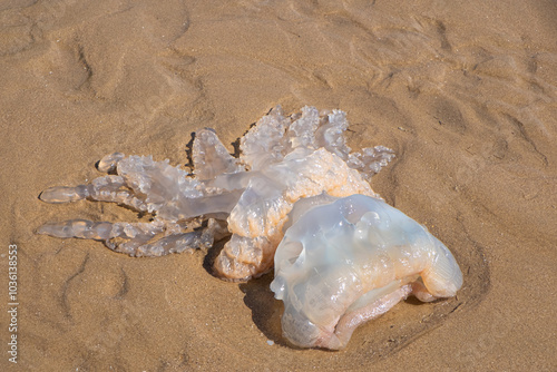 Jellyfish washed up on the beach Rhossili Bay, Gower Peninsular South Wales