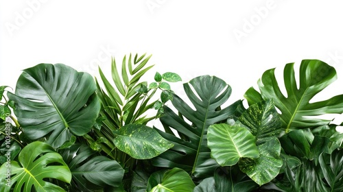 Dense arrangement of lush green tropical plants featuring an array of leaves isolated against a white background