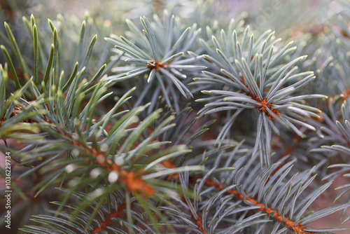 Fresh foliage of blue spruce with copy space