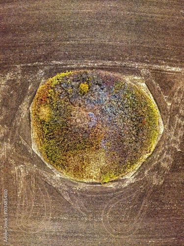 aerial view from above of an ancient burial mound covered with blackthorn bushes with ripe bright blue fruits surrounded by autumn fields (South of Russia, Kuban) on a sunny day in October