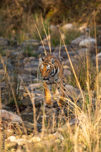 wild female bengal tiger or tigress or panthera tigris walking head on looking straight into eyes in winter season safari at jim corbett national park forest reserve uttarakhand india