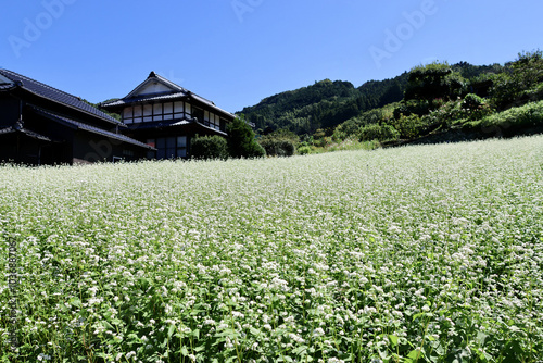 そばの花が咲く丘 白とピンクのそばの花 青空と白いそばの花の美しいコントラストが印象的な風景