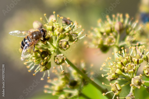 Abeja polinizando flor de hiedra en primer plano