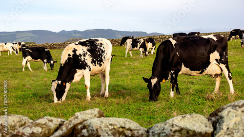 Vacas a pastar num campo de erva verde nos Açores. 