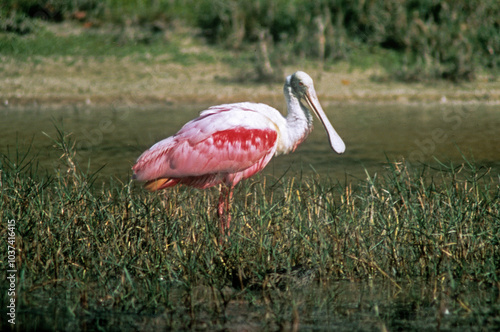 Spatule rosée, Platalea ajaja, Roseate spoonbill, Réserve Merritt Island, Floride, Etats Unis, USA