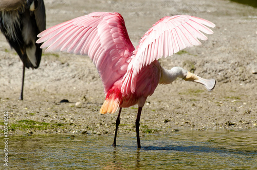 Spatule rosée, Platalea ajaja, Roseate spoonbill, Réserve Merritt Island, Floride, Etats Unis, USA