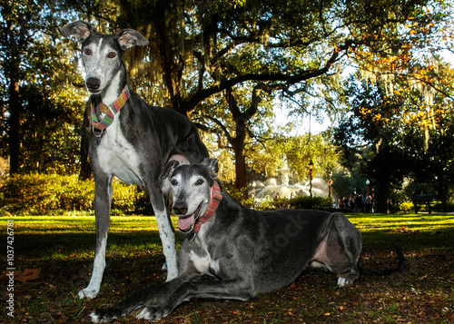 Two Greyhounds posing in front of forsyth park fountain