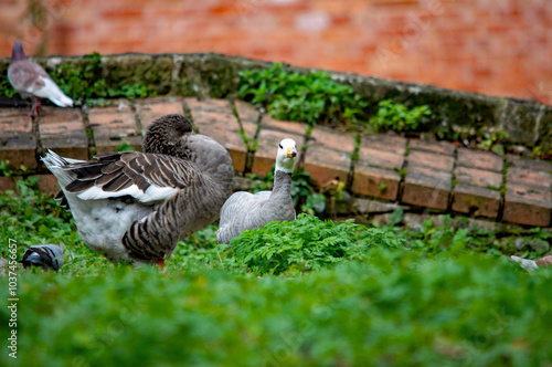 Eine Gans steht im Gras