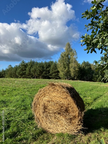 hay bales in the field