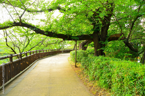 ソフィア通り付近 東京都千代田区紀尾井町