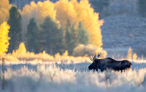 The moose or elk (Alces alces) is the world's tallest, largest, and heaviest extant species of deer and the only species in the genus Alces