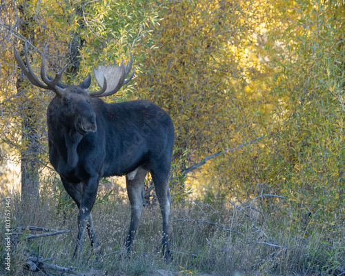 The moose or elk (Alces alces) is the world's tallest, largest, and heaviest extant species of deer and the only species in the genus Alces