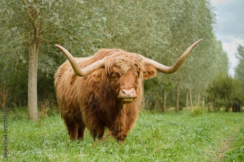 Highland coo 