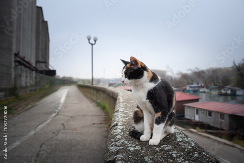 Selective blur on a female stray cat, a calico cat, young, standing in Pancevo, Serbia, outdoors, abandoned. It is a typical tricolor cat, European breed.