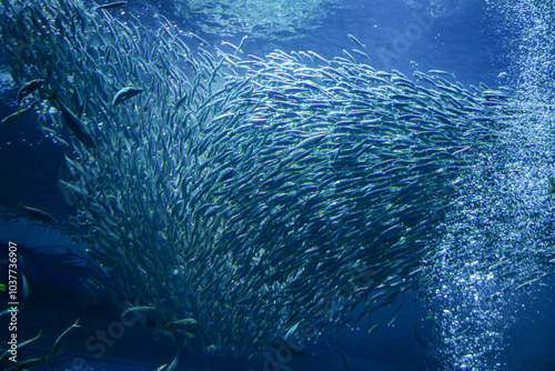 沢山の魚たち