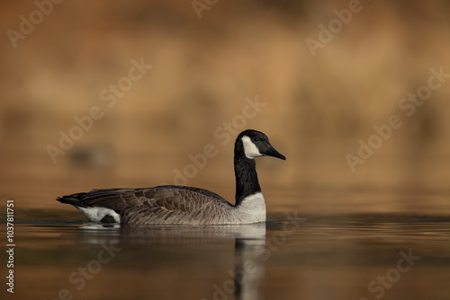 Canada Goose