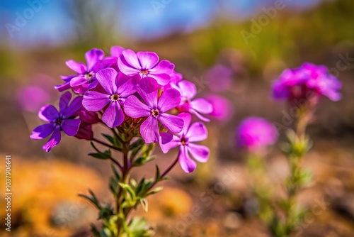 Medium shot of purple wild phlox flowers in the Oregon high desert