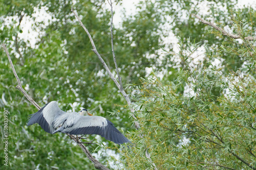 A great blue heron (Ardea cinerea) landing on a branch