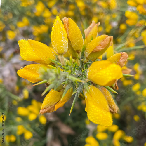 Yellow flowers of Ulex, commonly known as gorse, furze, selective focus, floral yellow spring and summer background