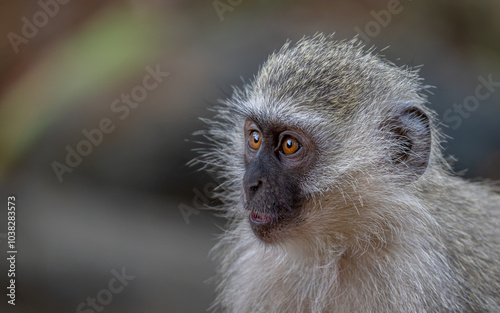 close up of a vervet monkey